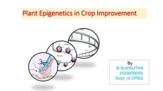 Plant Epigenetics in Crop Improvement
By
B.SUKRUTHA
2020608008
Dept. of CPBG
 