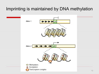 13
Imprinting is maintained by DNA methylation
 