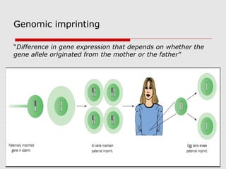Genomic imprinting
“Difference in gene expression that depends on whether the
gene allele originated from the mother or the father”
 