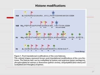 27
Histone modifications
 