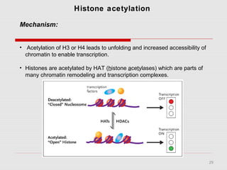 29
Histone acetylation
Mechanism:
• Acetylation of H3 or H4 leads to unfolding and increased accessibility of
chromatin to enable transcription.
• Histones are acetylated by HAT (histone acetylases) which are parts of
many chromatin remodeling and transcription complexes.
 