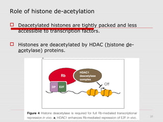 31
Role of histone de-acetylation
 Deacetylated histones are tightly packed and less
accessible to transcription factors.
 Histones are deacetylated by HDAC (histone de-
acetylase) proteins.
 
