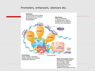 4
Promoters, enhancers, silencers etc.
 