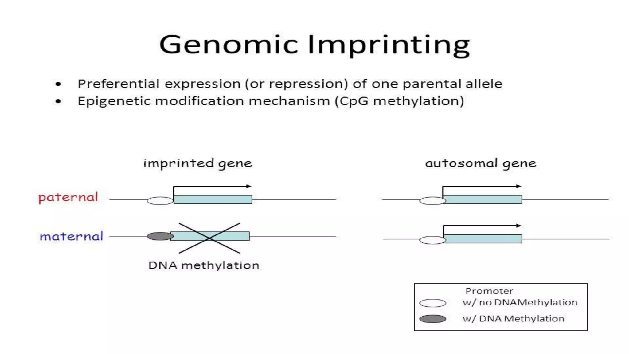 Epigenetics in fisheries and aquaculture | PPTX