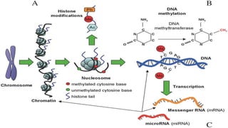 Epigenetics in fisheries and aquaculture | PPTX