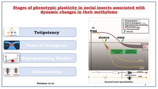 Epigenetics and Phenotypic Plasticity in Honeybee Caste Differentiation ...