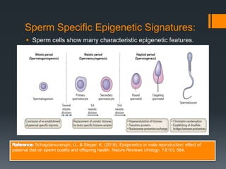 Dr Sarah Jenkins sperm epigenetics presentation Future Trajectory: Precision Reproductive Health