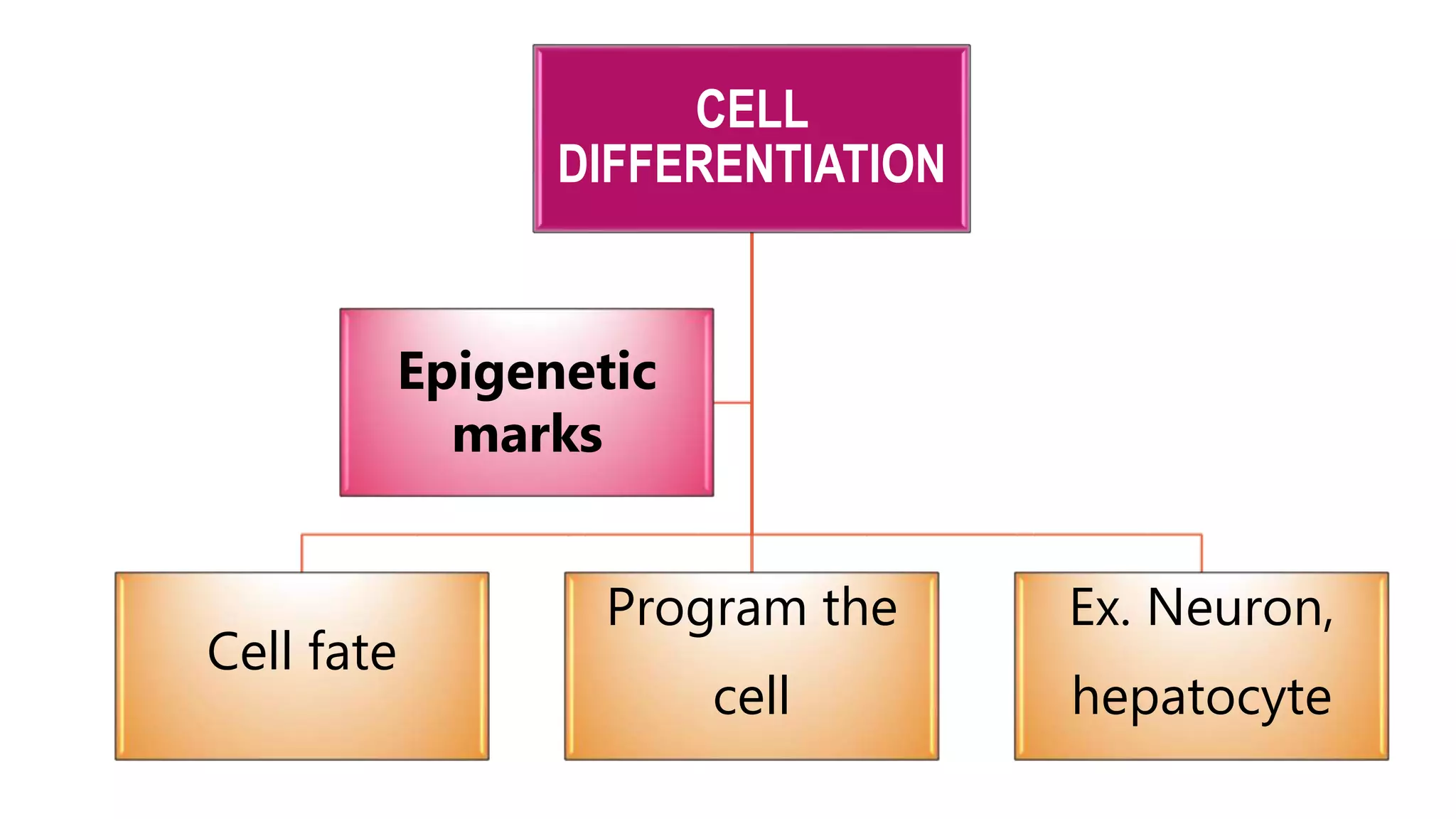 CELL
DIFFERENTIATION
Cell fate
Program the
cell
Ex. Neuron,
hepatocyte
Epigenetic
marks
 