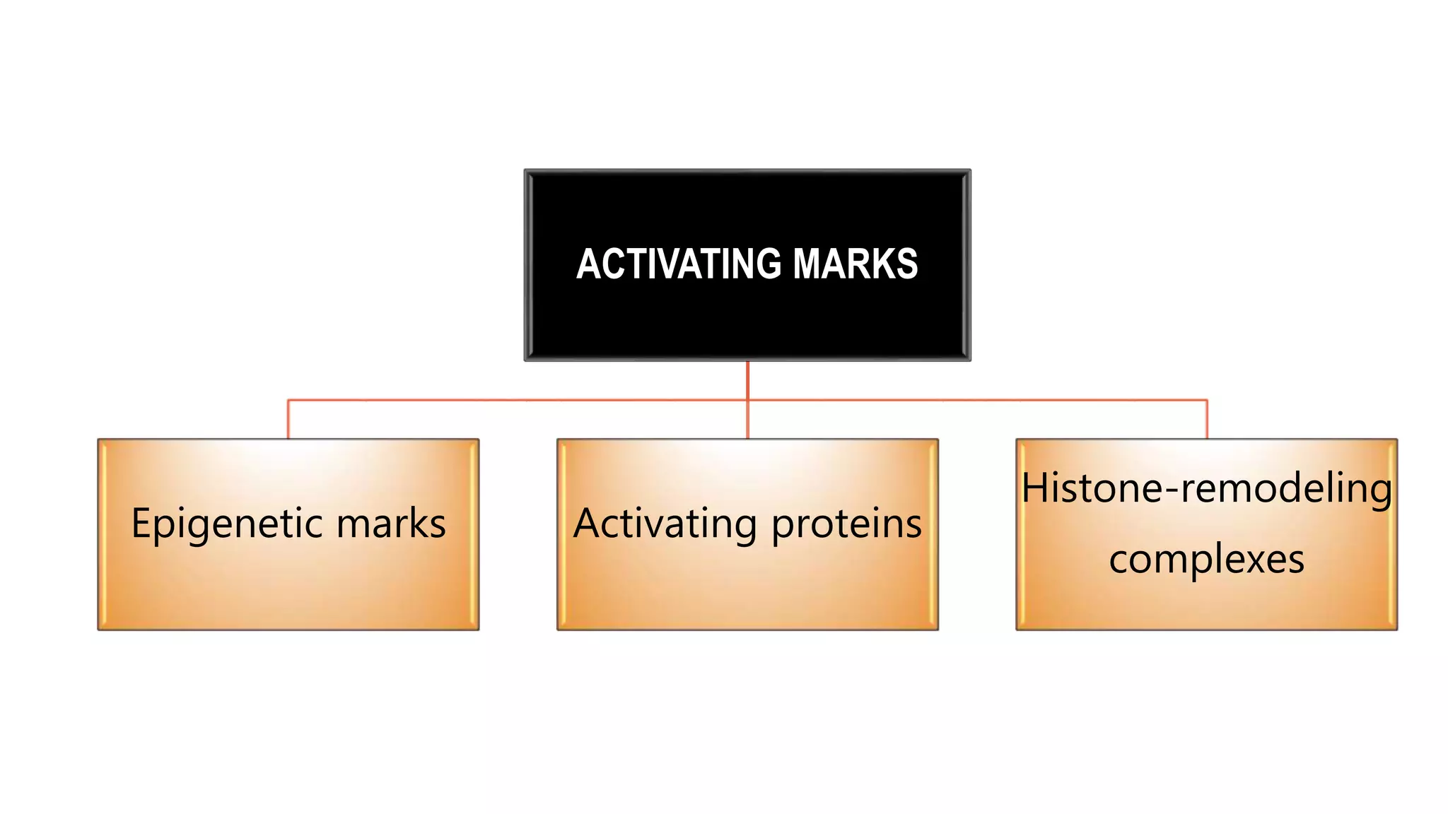 ACTIVATING MARKS
Epigenetic marks Activating proteins
Histone-remodeling
complexes
 