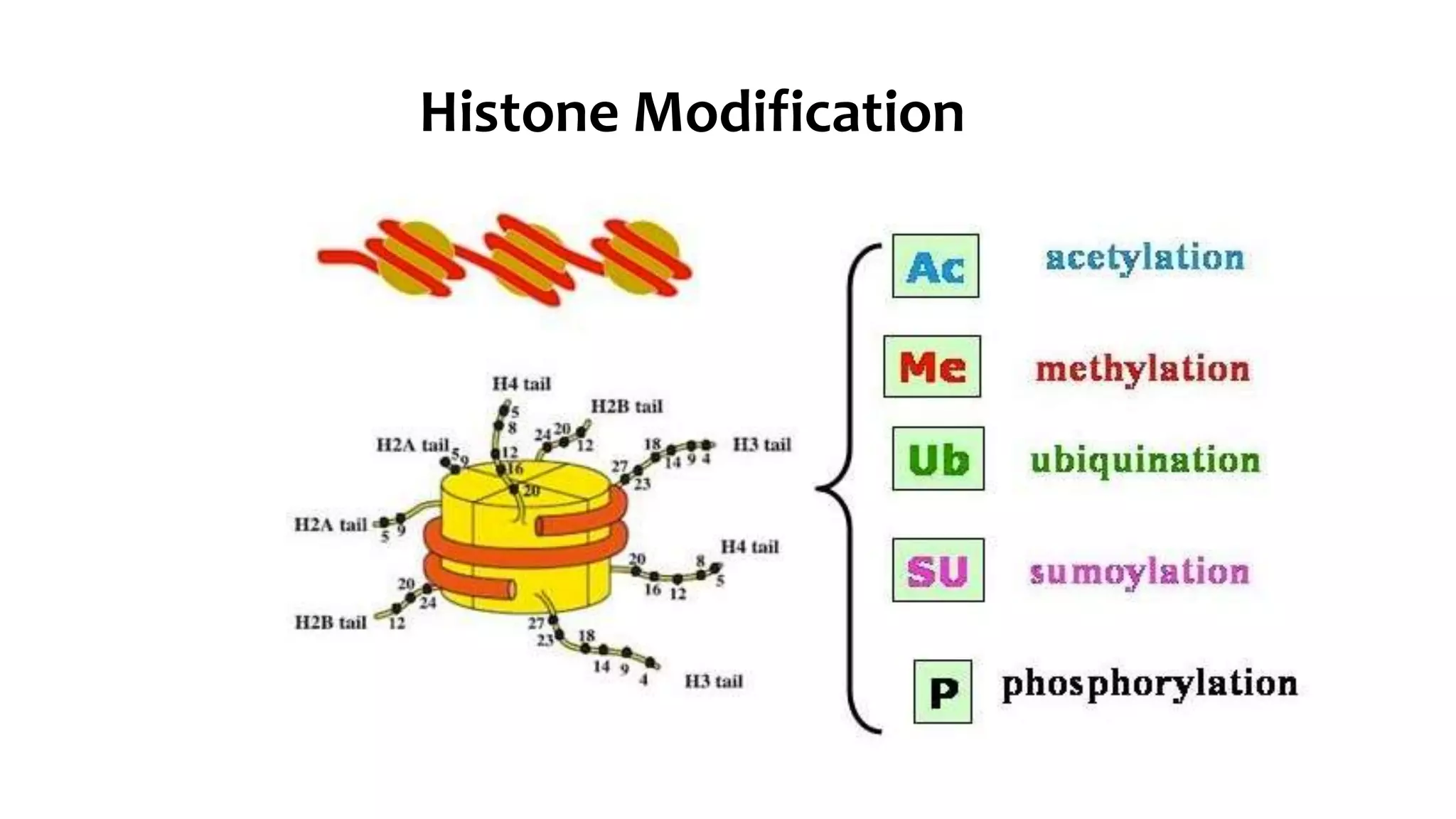 Histone Modification
 