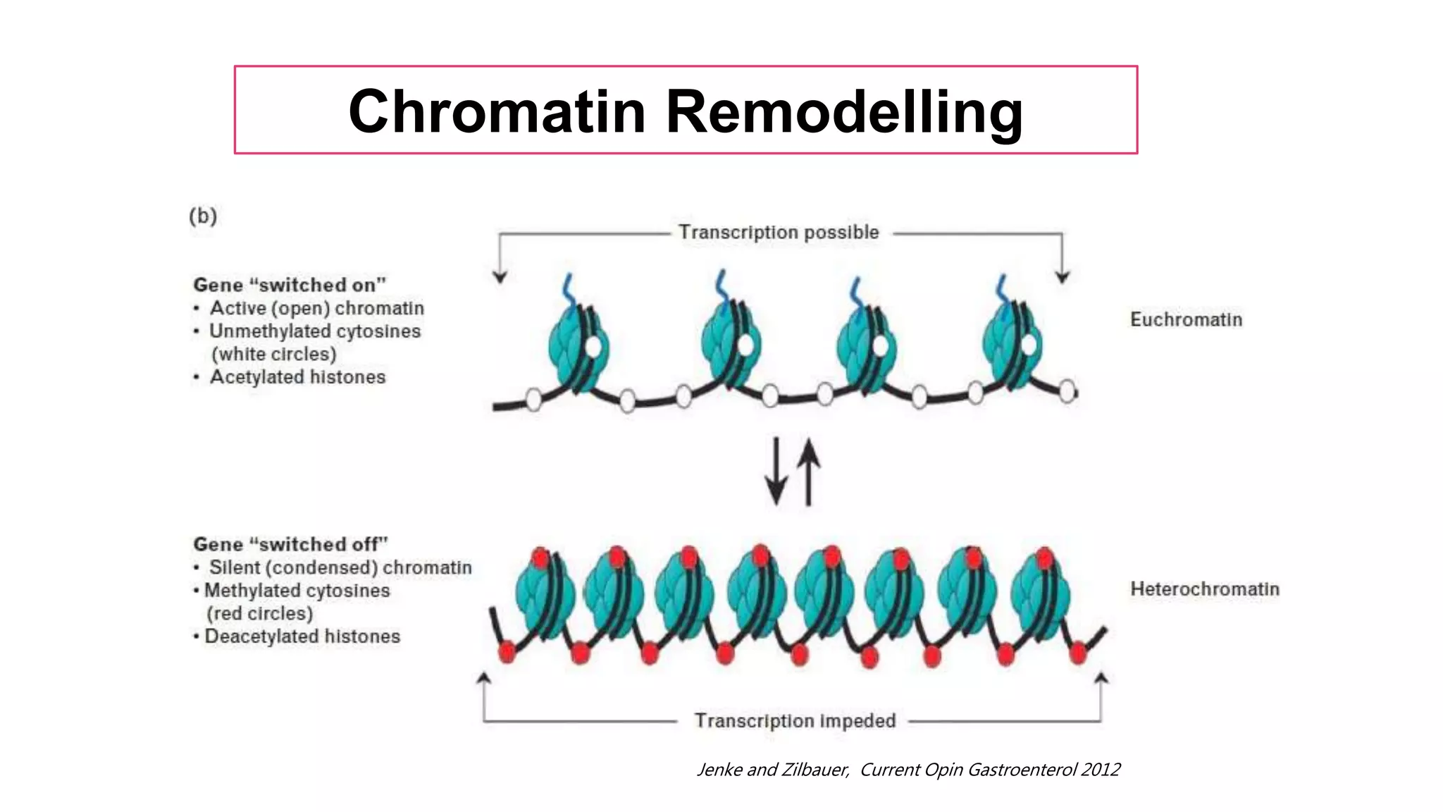 Chromatin Remodelling
Jenke and Zilbauer, Current Opin Gastroenterol 2012
 