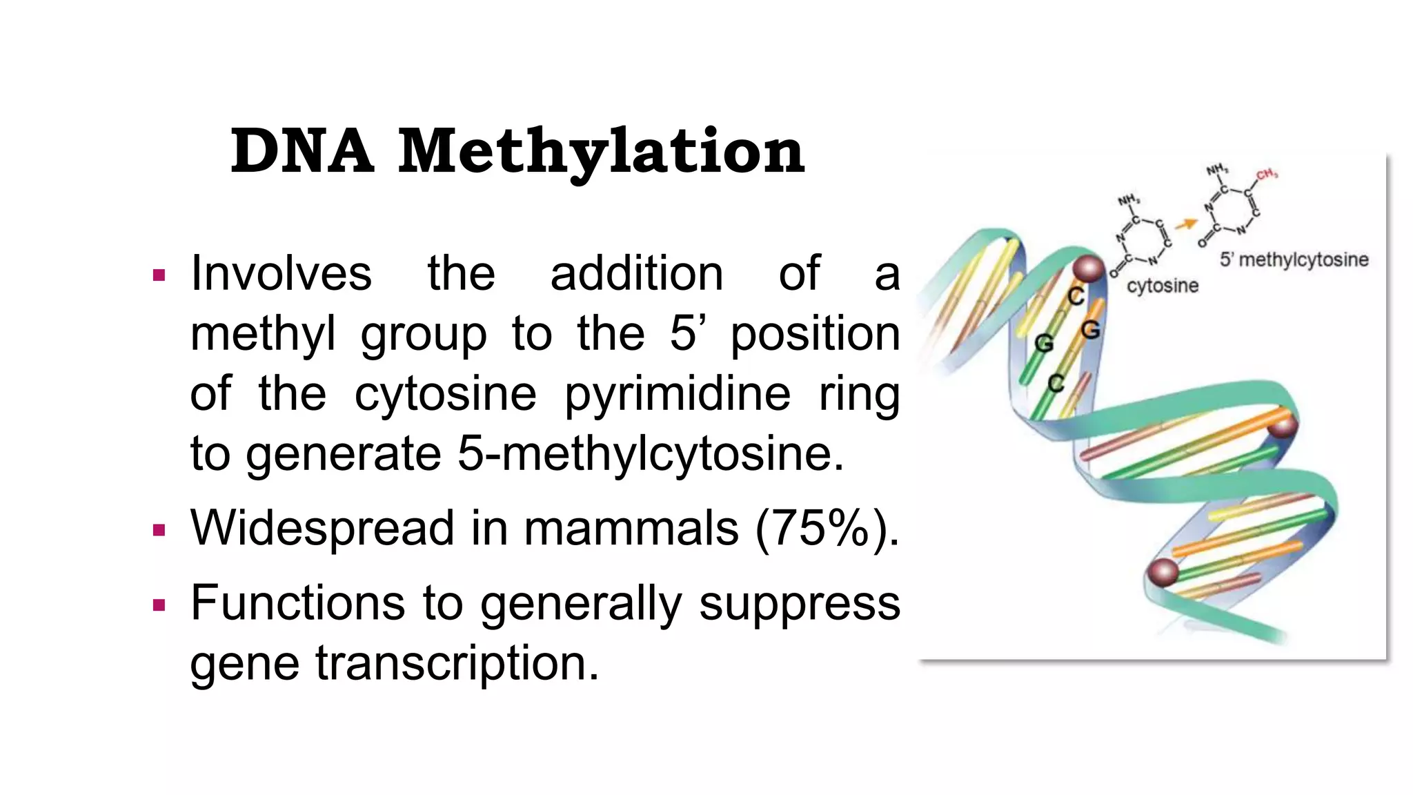 DNA Methylation
 Involves the addition of a
methyl group to the 5’ position
of the cytosine pyrimidine ring
to generate 5-methylcytosine.
 Widespread in mammals (75%).
 Functions to generally suppress
gene transcription.
 