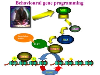 PKA
Behavioural gene programming
5-HT
cAMP
NGFI-A
HAT
Demethylase
MBD2?
DNMT
 