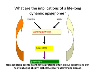 What are the implications of a life-long
dynamic epigenome?
chemical social
Signaling pathways
Epigenome
phenotype
Non-genotoxic agents might have a profound effect on our genome and our
health icluding obesity, diabetes, cnacer autoimmune disease
 