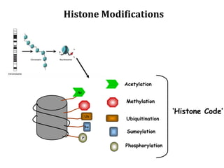 Histone Modifications
Me
P
Ub
Su
Ac Me
Acetylation
Methylation
Ubiquitination
Sumoylation
Phosphorylation
‘Histone Code’
 