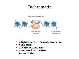 Euchromatin
 A lightly packed form of chromatin;
 Gene-rich;
 At chromosome arms;
 Associated with active
transcription.
 