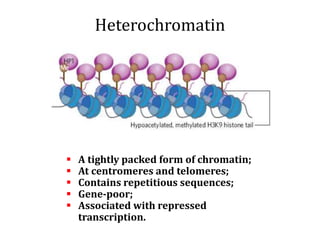 Heterochromatin
 A tightly packed form of chromatin;
 At centromeres and telomeres;
 Contains repetitious sequences;
 Gene-poor;
 Associated with repressed
transcription.
 