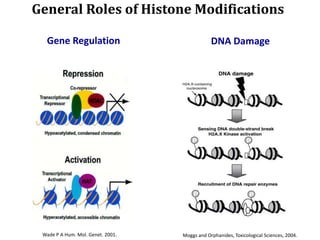 General Roles of Histone Modifications
Wade P A Hum. Mol. Genet. 2001.
Gene Regulation
Moggs and Orphanides, Toxicological Sciences, 2004.
DNA Damage
 