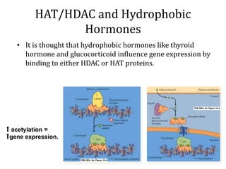HAT/HDAC and Hydrophobic
Hormones
• It is thought that hydrophobic hormones like thyroid
hormone and glucocorticoid influence gene expression by
binding to either HDAC or HAT proteins.
⬆ acetylation =
⬆gene expression.
 
