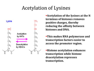 Acetylation of Lysines
Acetylation of the lysines at the N
terminus of histones removes
positive charges, thereby
reducing the affinity between
histones and DNA.
This makes RNA polymerase and
transcription factors easier to
access the promoter region.
Histone acetylation enhances
transcription while histone
deacetylation represses
transcription.
 