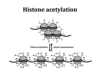 Histone acetylation
 