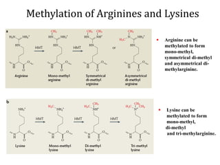 Methylation of Arginines and Lysines
 Arginine can be
methylated to form
mono-methyl,
symmetrical di-methyl
and asymmetrical di-
methylarginine.
 Lysine can be
methylated to form
mono-methyl,
di-methyl
and tri-methylarginine.
 