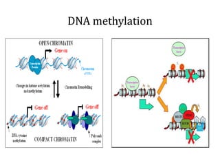 DNA methylation
 