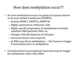 How does methylation occur??
• De novo methylation occurs via group of enzymes known
as de novo methyl transferases (DNMTs)
– Include DNMT1, DNMT3a, DNMT3b
– Highly expressed in embryonic cells
– Highly specific programme of methylation to include
repetitive DNA/parasitic DNA, etc
– Changes with development of cell types
– Accessory factors also required
– ds RNA may direct methylation; ~ Xist known to trigger
X inactivation prior to methylation
• Considered that transcriptional repression may be trigger
for methylation rather than effect
 