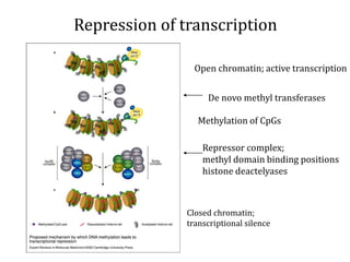 Repression of transcription
Open chromatin; active transcription
De novo methyl transferases
Methylation of CpGs
Repressor complex;
methyl domain binding positions
histone deactelyases
Closed chromatin;
transcriptional silence
 