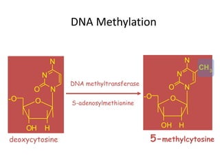 DNA Methylation
5-methylcytosine
S-adenosylmethionine
DNA methyltransferase
deoxycytosine
N
N
O
OH H
-O
O
N
N
N
O
OH H
-O
O
N
CH3
 