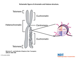 Schematic figure of chromatin and histone structure.
Muhonen P , and Holthofer H Nephrol. Dial. Transplant.
2009;24:1088-1096
© The Author [2009].
 