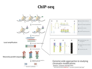 Massively parallel sequencing
Local amplification
ChIP-seq
 