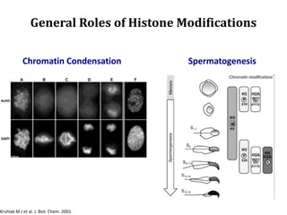 General Roles of Histone Modifications
Chromatin Condensation Spermatogenesis
Kruhlak M J et al. J. Biol. Chem. 2001.
 