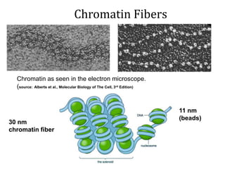 Chromatin Fibers
30 nm
chromatin fiber
11 nm
(beads)
Chromatin as seen in the electron microscope.
(source: Alberts et al., Molecular Biology of The Cell, 3rd Edition)
 