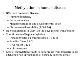 Methylation in human disease
• ICF- rare recessive disease
– Immunodeficiency
– Facial anomalies
– Mental retardation and developmental delay
– Chromosomal instability (1, 9 & 16)
• Due to mutations in DNMT3b (de novo methyl transferase)
• Specific areas of hypomethylation
– Instability sites on chromosomes 1, 9 & 16
– Satellite DNAs 2 & 3
– DNA repeat D4Z4
– X chromosome
• Loss of methylation results in either relief from transcriptional
silencing or an upregulation of normally silenced genes
 
