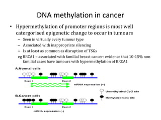 DNA methylation in cancer
• Hypermethylation of promoter regions is most well
catergorised epigenetic change to occur in tumours
– Seen in virtually every tumour type
– Associated with inappropriate silencing
– Is at least as common as disruption of TSGs
eg BRCA1 – associated with familial breast cancer- evidence that 10-15% non
familial cases have tumours with hypermethylation of BRCA1
 