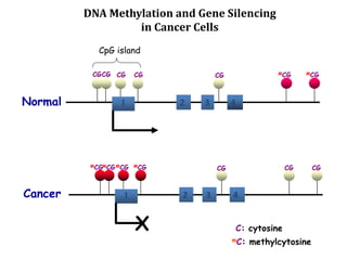 DNA Methylation and Gene Silencing
in Cancer Cells
1 32 4
1 2 3 4
X
CGCG CG CG CG MCG MCG
Normal
Cancer
CG CG CGMCGMCGMCG MCG
C: cytosine
mC: methylcytosine
CpG island
 