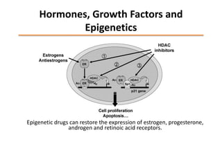 Hormones, Growth Factors and
Epigenetics
Epigenetic drugs can restore the expression of estrogen, progesterone,
androgen and retinoic acid receptors.
 