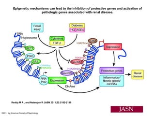 Epigenetic mechanisms can lead to the inhibition of protective genes and activation of
pathologic genes associated with renal disease.
Reddy M A , and Natarajan R JASN 2011;22:2182-2185
©2011 by American Society of Nephrology
 
