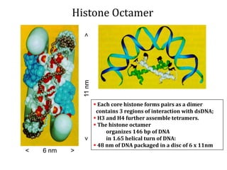Histone Octamer
 Each core histone forms pairs as a dimer
contains 3 regions of interaction with dsDNA;
 H3 and H4 further assemble tetramers.
 The histone octamer
organizes 146 bp of DNA
in 1.65 helical turn of DNA:
 48 nm of DNA packaged in a disc of 6 x 11nm
< 6 nm >
<11nm>
 