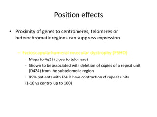 Position effects
• Proximity of genes to centromeres, telomeres or
heterochromatic regions can suppress expression
– Facioscapularhumeral muscular dystrophy (FSHD)
• Maps to 4q35 (close to telomere)
• Shown to be associated with deletion of copies of a repeat unit
(D4Z4) from the subtelomeric region
• 95% patients with FSHD have contraction of repeat units
(1-10 vs control up to 100)
 