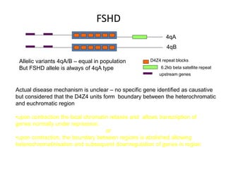 FSHD
4qA
4qB
Allelic variants 4qA/B – equal in population
But FSHD allele is always of 4qA type
D4Z4 repeat blocks
6.2kb beta satellite repeat
Actual disease mechanism is unclear – no specific gene identified as causative
but considered that the D4Z4 units form boundary between the heterochromatic
and euchromatic region
•upon contraction the local chromatin relaxes and allows transcription of
genes normally under repression,
or
•upon contraction, the boundary between regions is abolished allowing
heterochromatinisation and subsequent downregulation of genes in region
upstream genes
 