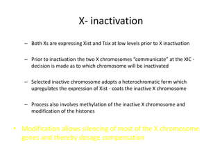 X- inactivation
– Both Xs are expressing Xist and Tsix at low levels prior to X inactivation
– Prior to inactivation the two X chromosomes “communicate” at the XIC -
decision is made as to which chromosome will be inactivated
– Selected inactive chromosome adopts a heterochromatic form which
upregulates the expression of Xist - coats the inactive X chromosome
– Process also involves methylation of the inactive X chromosome and
modification of the histones
• Modification allows silencing of most of the X chromosome
genes and thereby dosage compensation
 