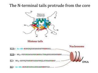 The N-terminal tails protrude from the core
 