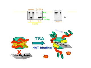 HDAC inhibitors induce replication-independent active demethylation
Q uickTim e™ and a
decom pr essor
ar e needed t o see t his pict ur e.Q uickTim e™ and a
decom pr essor
ar e needed t o see t his pict ur e.Q uickTim e™ and a
decom pr essor
ar e needed t o see t his pict ur e.Q uickTim e™ and a
decom pr essor
ar e needed t o see t his pict ur e.
Q uickTim e™ and a
decom pr essor
ar e needed t o see t his pict ur e.
Q uickTim e™ and a
decom pr essor
ar e needed t o see t his pict ur e.
Q uickTim e™ and a
decom pr essor
ar e needed t o see t his pict ur e.
Q uickTim e™ and a
decom pr essor
ar e needed t o see t his pict ur e.Q uickTim e™ and a
decom pr essor
ar e needed t o see t his pict ur e.Q uickTim e™ and a
decom pr essor
ar e needed t o see t his pict ur e.Q uickTim e™ and a
decom pr essor
ar e needed t o see t his pict ur e.
Q uickTim e™ and a
decom pr essor
ar e needed t o see t his pict ur e.
Q uickTim e™ and a
decom pr essor
ar e needed t o see t his pict ur e.
Q uickTim e™ and a
decom pr essor
ar e needed t o see t his pict ur e.
Q uickTim e™ and a
decom pr essor
ar e needed t o see t his pict ur e.Q uickTim e™ and a
decom pr essor
ar e needed t o see t his pict ur e.Q uickTim e™ and a
decom pr essor
ar e needed t o see t his pict ur e.Q uickTim e™ and a
decom pr essor
ar e needed t o see t his pict ur e.
Q uickTim e™ and a
decom pr essor
ar e needed t o see t his pict ur e.
Q uickTim e™ and a
decom pr essor
ar e needed t o see t his pict ur e.
Q uickTim e™ and a
decom pr essor
ar e needed t o see t his pict ur e.
CH3
CH3
CH3
demethylase
X
TSA
HAT binding
Q uickTim e™ and a
decom pr essor
ar e needed t o see t his pict ur e.
Q uickTim e™ and a
decom pr essor
ar e needed t o see t his pict ur e.
Q uickTim e™ and a
decom pr essor
ar e needed t o see t his pict ur e.
Q uickTim e™ and a
decom pr essor
ar e needed t o see t his pict ur e.
Q uickTim e™ and a
decom pr essor
ar e needed t o see t his pict ur e.
Q uickTim e™ and a
decom pr essor
ar e needed t o see t his pict ur e.
Q uickTim e™ and a
decom pr essor
ar e needed t o see t his pict ur e.
Q uickTim e™ and a
decom pr essor
ar e needed t o see t his pict ur e.
Q uickTim e™ and a
decom pr essor
ar e needed t o see t his pict ur e.
Q uickTim e™ and a
decom pr essor
ar e needed t o see t his pict ur e.
Q uickTim e™ and a
decom pr essor
ar e needed t o see t his pict ur e.
Q uickTim e™ and a
decom pr essor
ar e needed t o see t his pict ur e.
Q uickTim e™ and a
decom pr essor
ar e needed t o see t his pict ur e.
Q uickTim e™ and a
decom pr essor
ar e needed t o see t his pict ur e.
Q uickTim e™ and a
decom pr essor
ar e needed t o see t his pict ur e.
Q uickTim e™ and a
decom pr essor
ar e needed t o see t his pict ur e.
Q uickTim e™ and a
decom pr essor
ar e needed t o see t his pict ur e.
Q uickTim e™ and a
decom pr essor
ar e needed t o see t his pict ur e.
Q uickTim e™ and a
decom pr essor
ar e needed t o see t his pict ur e.
Q uickTim e™ and a
decom pr essor
ar e needed t o see t his pict ur e.
Q uickTim e™ and a
decom pr essor
ar e needed t o see t his pict ur e.
CH3
Ac
Ac
Ac
Ac
Ac
Ac
Ac
demethylase
CH3
CH3
((++)) TTSSAA
- M H- M H - M H- M H
EcoRIEcoRI
controlcontrol
MM
UU
(529bp)(529bp)
- R1 D1 X- R1 D1 X
Cervoni et al., J. Biol. Chem 276, 40788 (2001)
Cervoni et al., J. Biol. Chem. 277, 25026 (2002)
Detich et al.,J Biol. Chem. 278, 27586 (2003).
 