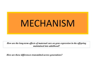 MECHANISM
How are the long-term effects of maternal care on gene expression in the offspring
maintained into adulthood?
How are these differences transmitted across generations?
 