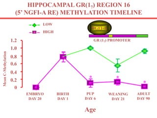 HIPPOCAMPAL GR(17) REGION 16
(5’ NGFI-A RE) METHYLATION TIMELINE
LOW
HIGH
MeanC-Methylation
0
0.2
0.4
0.6
0.8
1.0
1.2 GR (17) PROMOTER
NGFI-A
EMBRYO
DAY 20
BIRTH
DAY 1
ADULT
DAY 90
WEANING
DAY 21
PUP
DAY 6
Age
* *
*
 