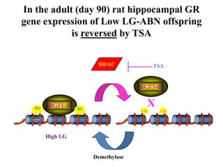 In the adult (day 90) rat hippocampal GR
gene expression of Low LG-ABN offspring
is reversed by TSA
DNMT
NGFI-A
X
High LG Low LG
NGFI-A
CH3CH3
Ac Ac
Demethylase
HDAC TSA
 