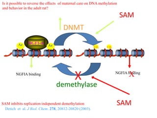 demethylase
DNMT
SAM
X
SAM
NGFIA binding NGFIA binding
X
Detich et al. J Biol. Chem. 278, 20812-20820 (2003).
SAM inhibits replication independent demethylation
NGFI-A
CH3CH3
Ac Ac
Is it possible to reverse the effects of maternal care on DNA methylation
and behavior in the adult rat?
 
