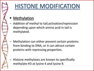 HISTONE MODIFICATION
 Methylation
– Addition of methyl to tail;activation/repression
depending upon which amino acid in tail is
methylated.
– Methylation can either prevent certain proteins
from binding to DNA, or it can attract certain
proteins with repressing properties.
– Histone methylases are known to specifically
methylate H3 at lysine 4 and lysine 9.
 